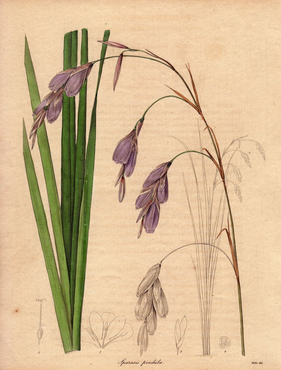 Variedad de iris (Sparaxis pendula), llamada flor Arlequín, originaria de Sudáfrica, con flores colgantes de color lila.Ilustración de R. Mills (en activo 1836-1842), en The Botanist, serie de Benjamin Maund en cinco volúmenes, publicada entre 1836 y 1842. de Unbekannter Künstler