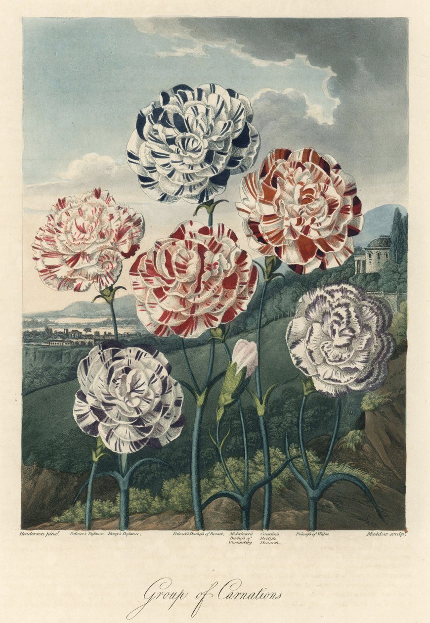 Variedades de claveles comunes (o claveles de floristería o claveles de clavo) Agua fuerte, extraído de The Temple of Flora, por el Dr. Robert Thornton (1768-1837) de Unbekannter Künstler
