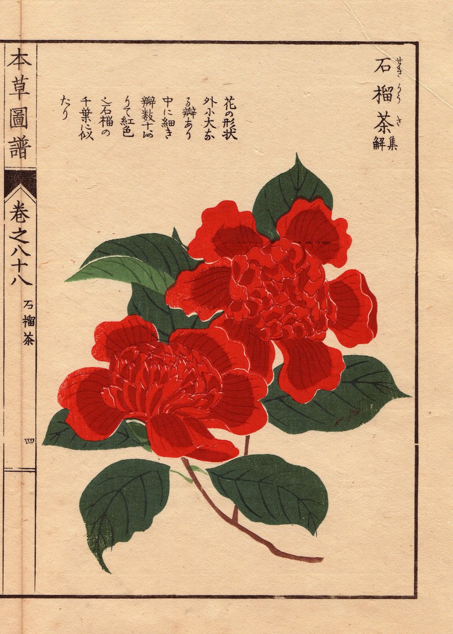 Variedades de camelias japonesas (Thea japonica Nois): Sekirousa, con flores ecarlatas. Eau forte en couleurs, xilografía de Kanen Iwasaki (1786-1842) botánico, entomólogo y zoólogo japonés, publicada en Honzo Zufu, en 1884, una guía ilustrativa de medicin de Unbekannter Künstler