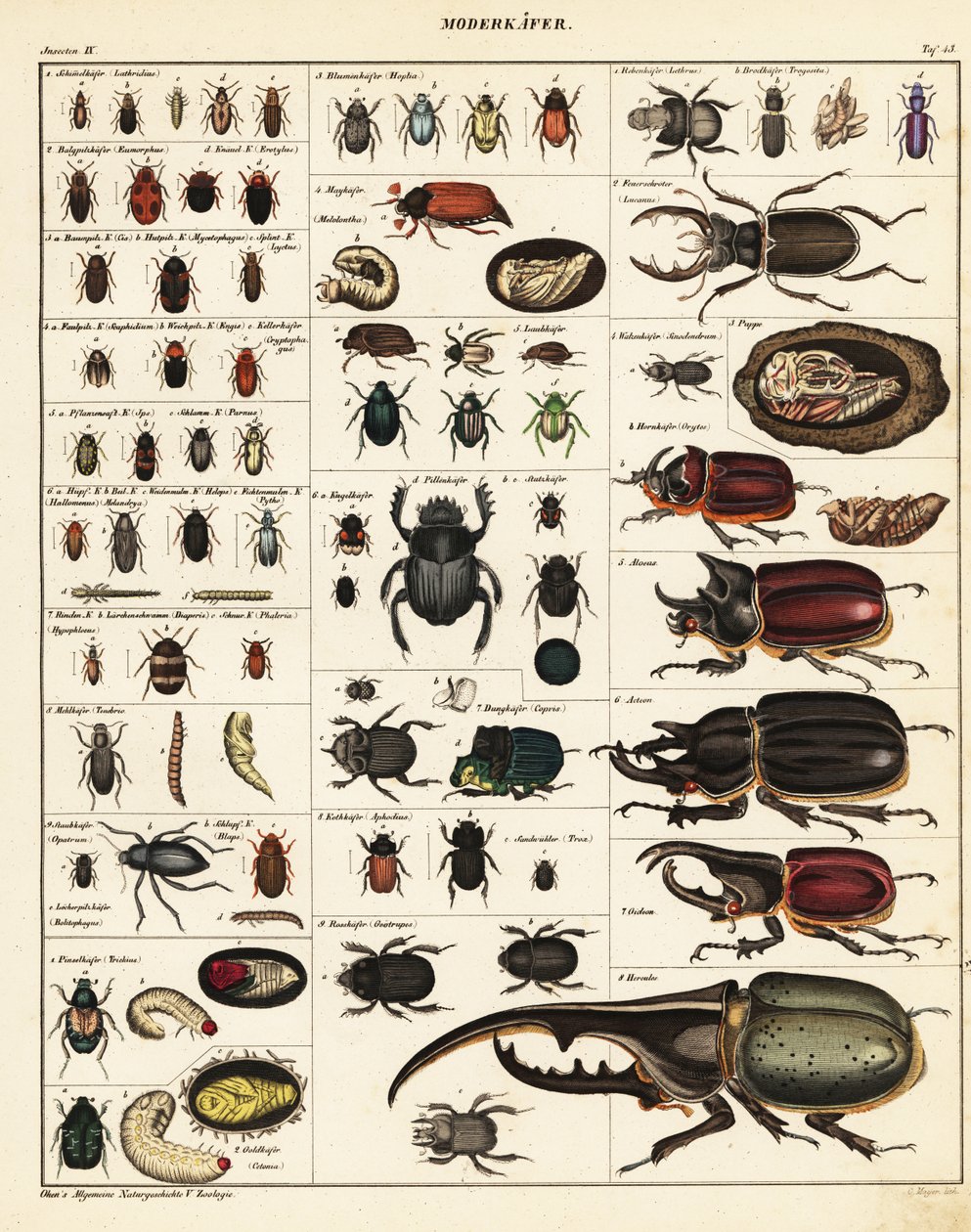 Variedades de escarabajos.,1841 (litografía) de Unbekannter Künstler