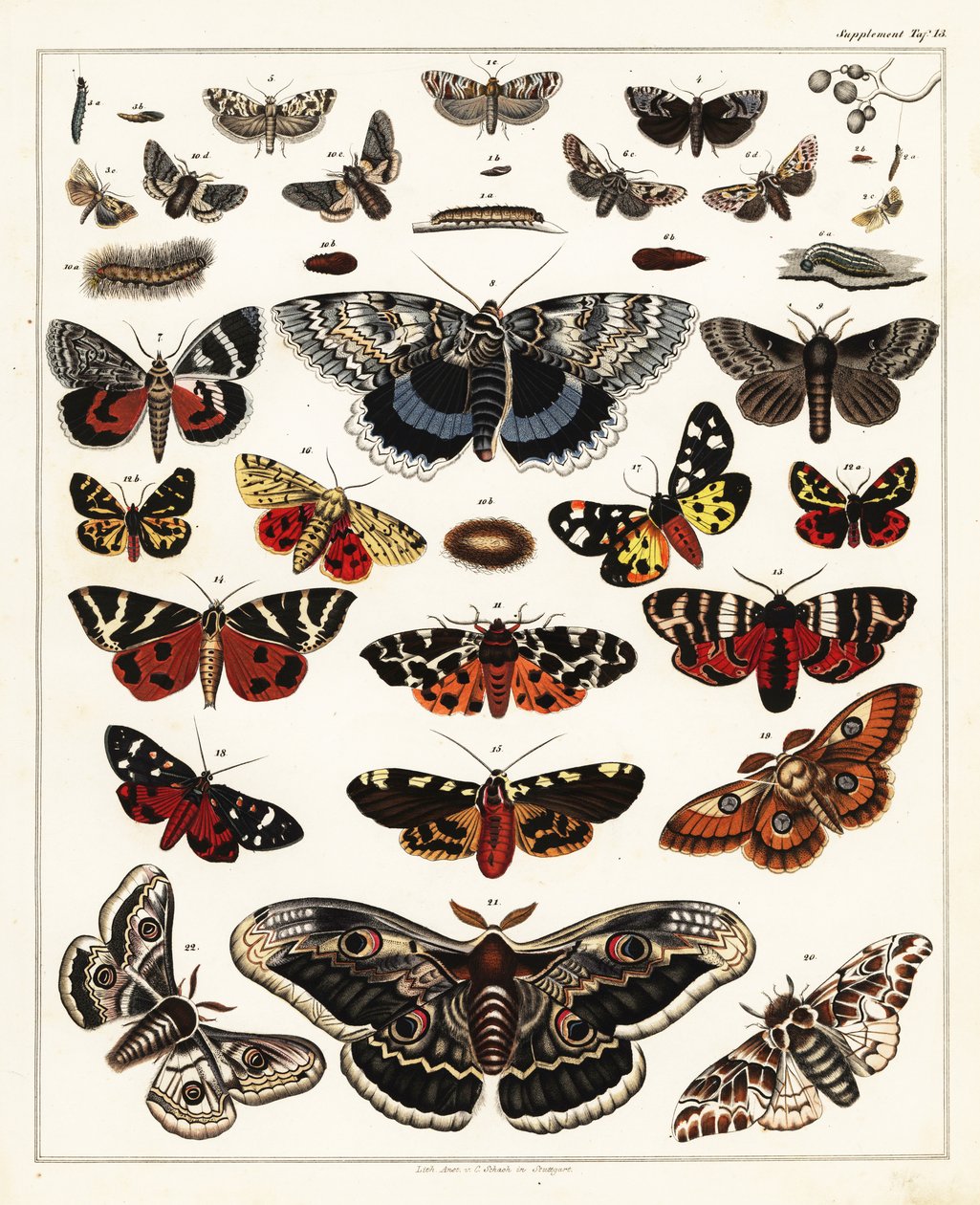 Variedades de mariposas, polillas, etc., 1841 (litografía) de Unbekannter Künstler
