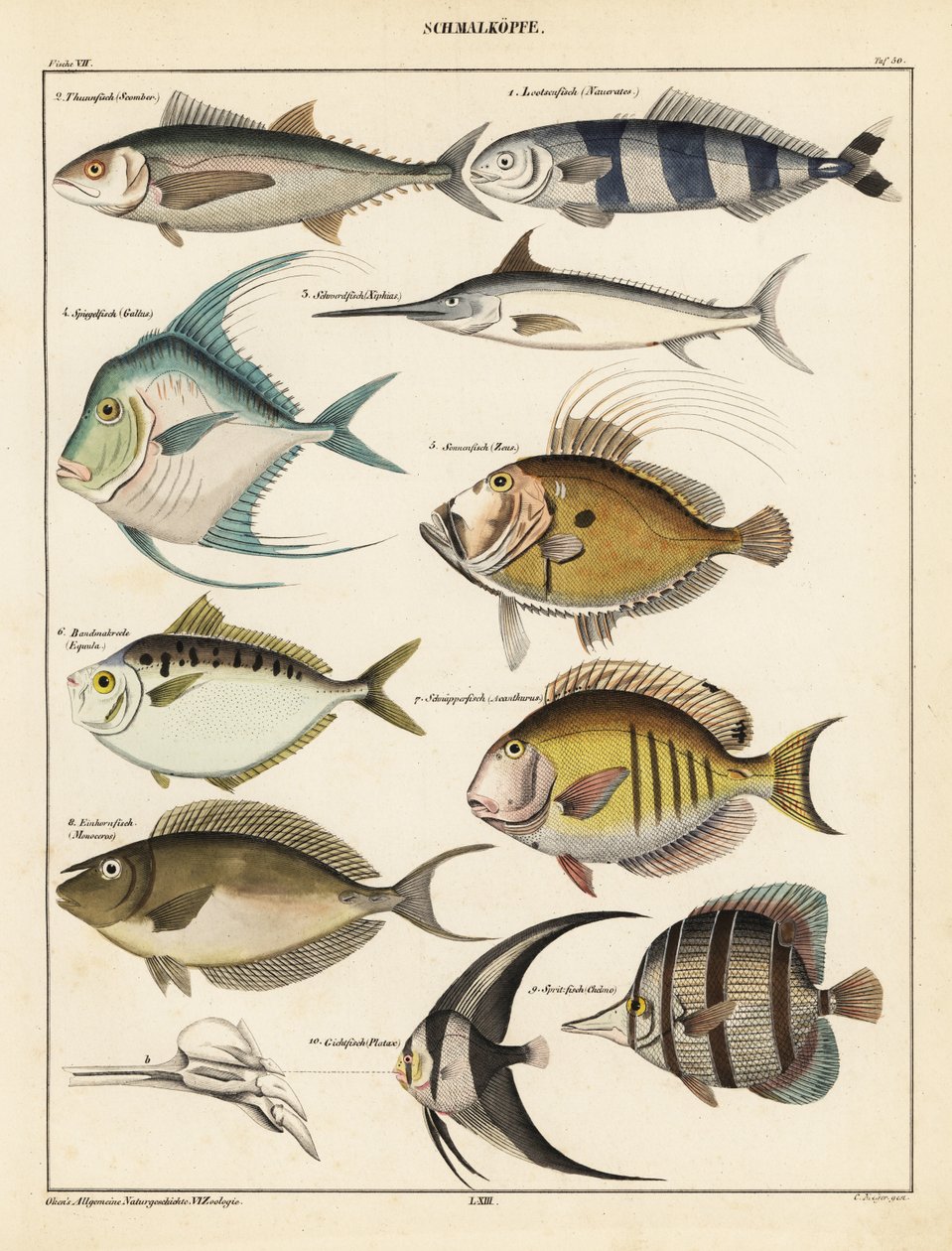 Variedades de peces, 1841 (litografía) de Unbekannter Künstler