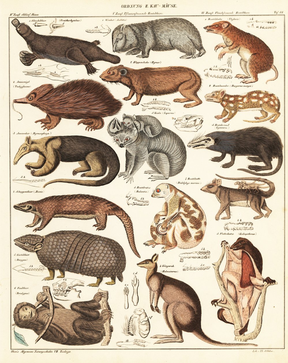 Variedades de marsupiales. ,1841 (litografía) de Unbekannter Künstler