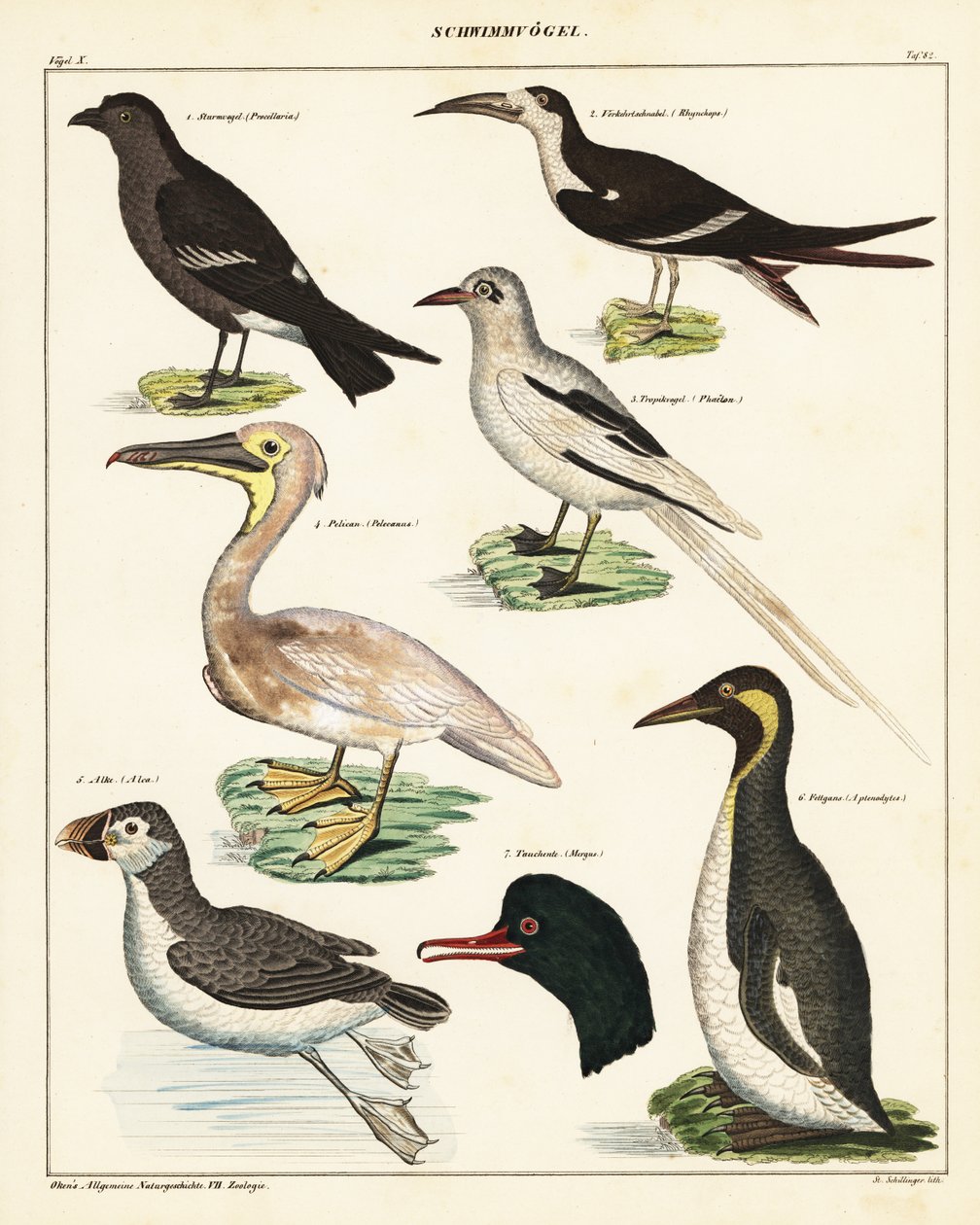 Variedades de aves marinas. ,1841 (litografía) de Unbekannter Künstler