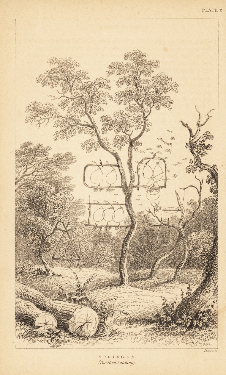 Variedades de trampas de alambre para la captura de aves. 1889 (grabado) de Unbekannter Künstler
