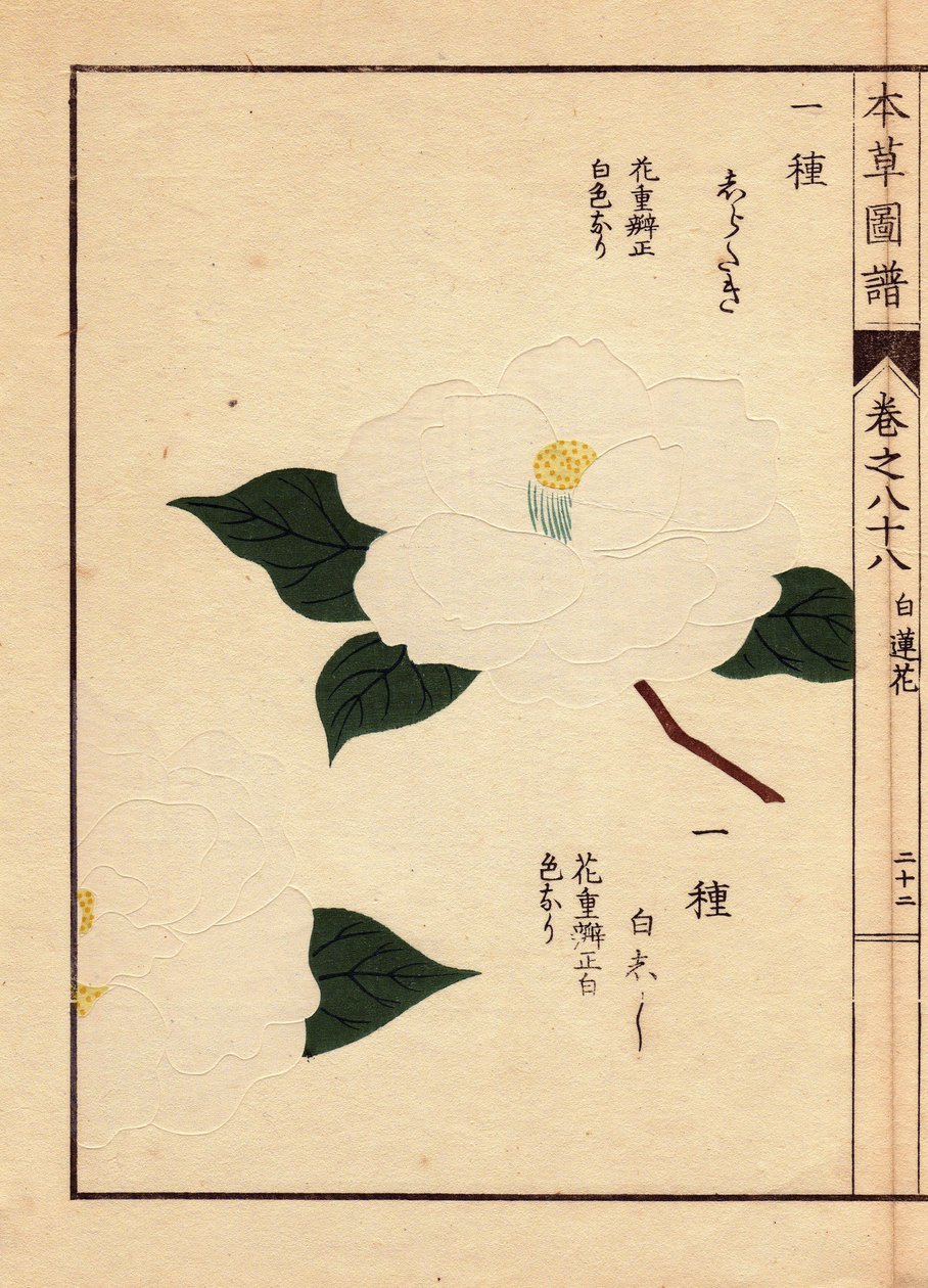 Variedad de camelias de Japón (Thea japonica Nois): Shirataki y Shiroshishi, con flores blancas. Eau forte en couleurs, xilografía de Kanen Iwasaki (1786-1842) botánico, entomólogo y zoólogo japonés, publicada en Honzo Zufu, en 1884, una guía ilustrativa. de Unbekannter Künstler