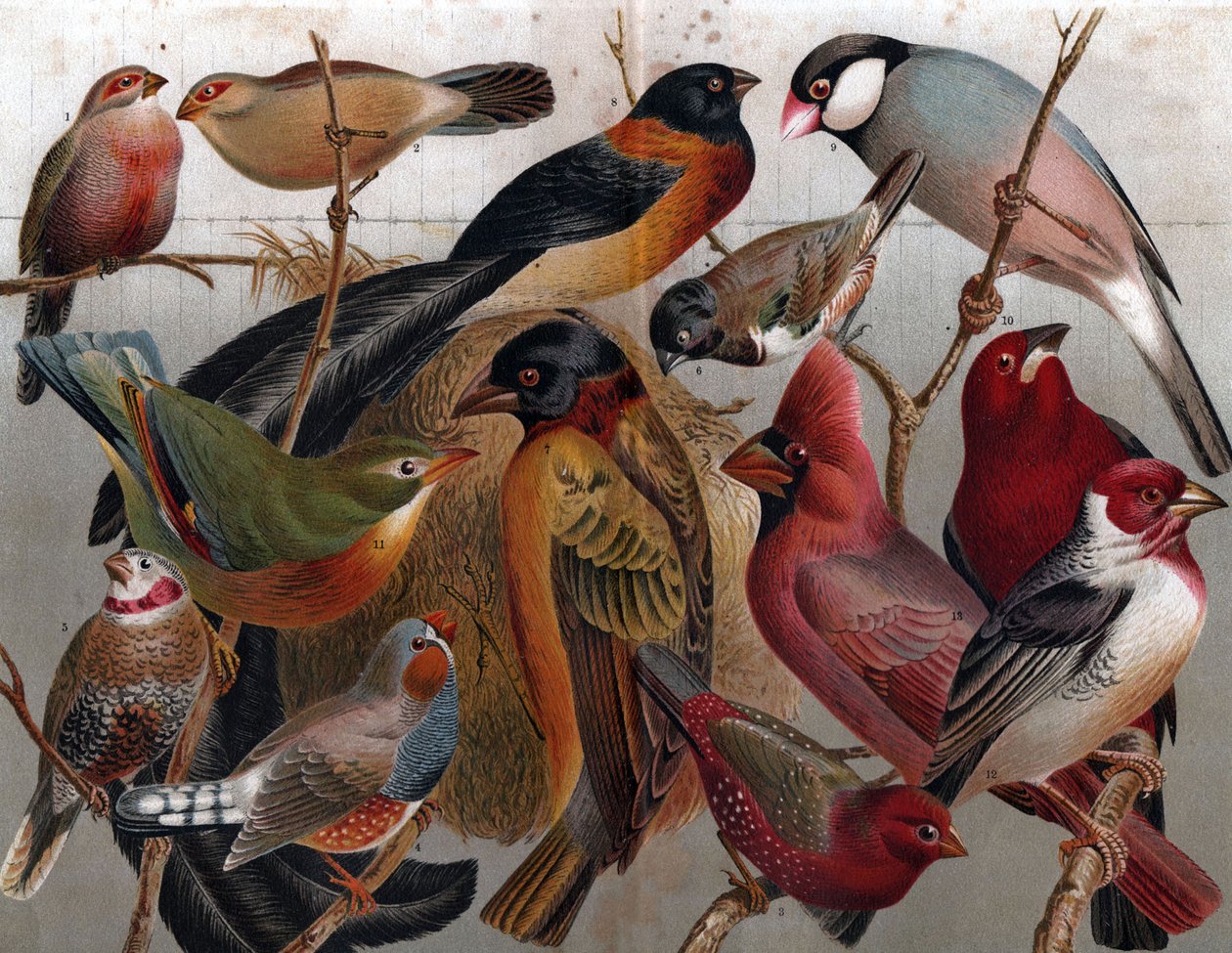 Varias aves, c.1900 (grabado) de Unbekannter Künstler