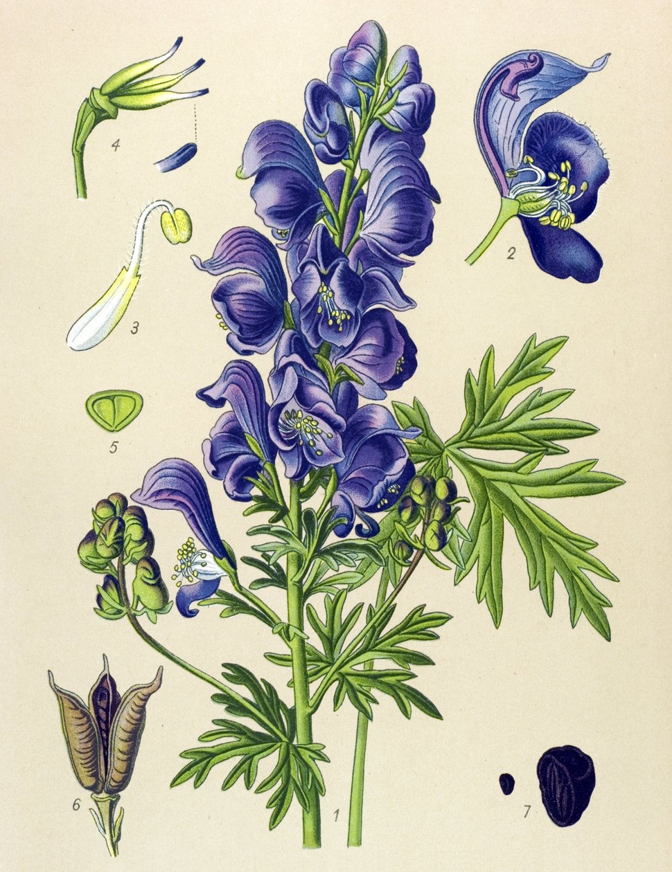 Planta venenosa (tóxica) y medicinal: Aconit napel (Aconitum napellus) de Unbekannter Künstler
