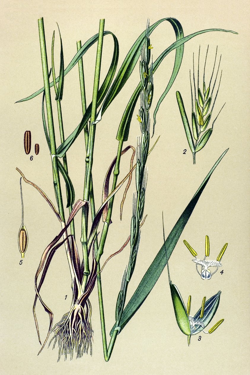Planta venenosa (tóxica): tamo intoxicante (Lolium temulentum) de Unbekannter Künstler