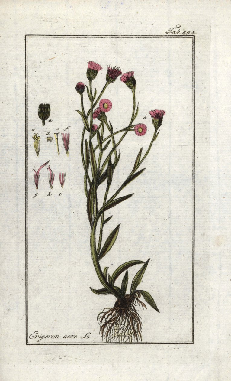 Vergerette acre (Erigeron acris). Litografía de "Picture of Artseny-Gewassen" de Johannes Zorn (1739-1799), Países Bajos. de Unbekannter Künstler