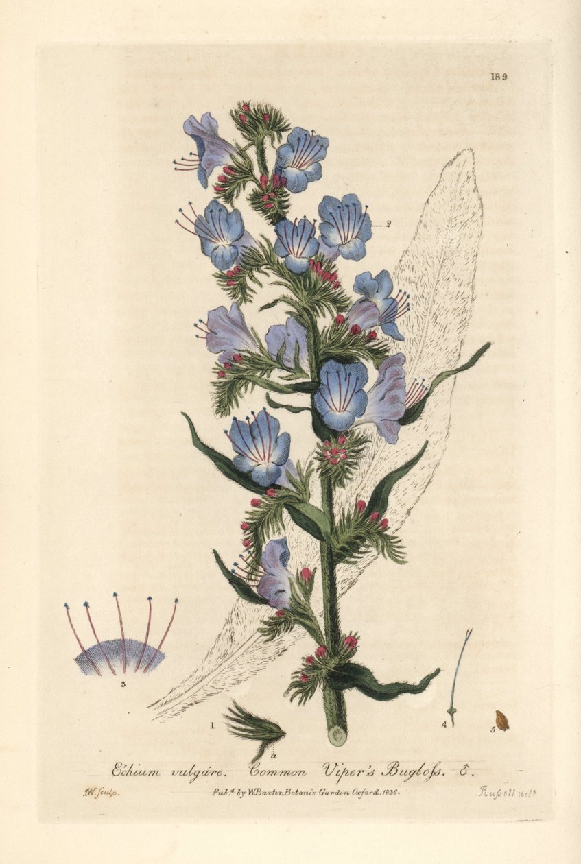 Viperine commune - Echium vulgare - Grabado en cobre coloreado a mano por J. Whessell a partir de un dibujo de Isaac Russell de "British Phaenogamous Botany" de William Baxter, 1836. de Unbekannter Künstler