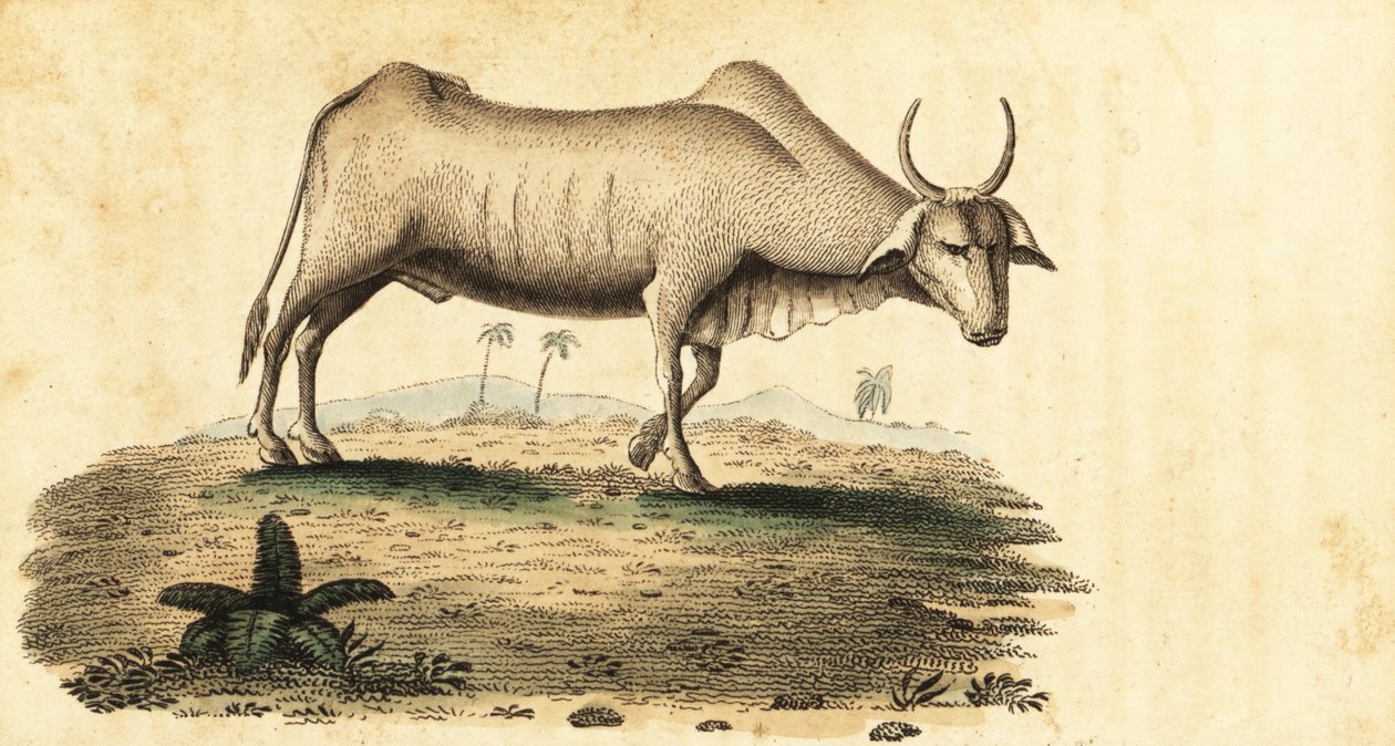 Búfalo de agua, Bubalus bubalus.,1800 (grabado) de Unbekannter Künstler