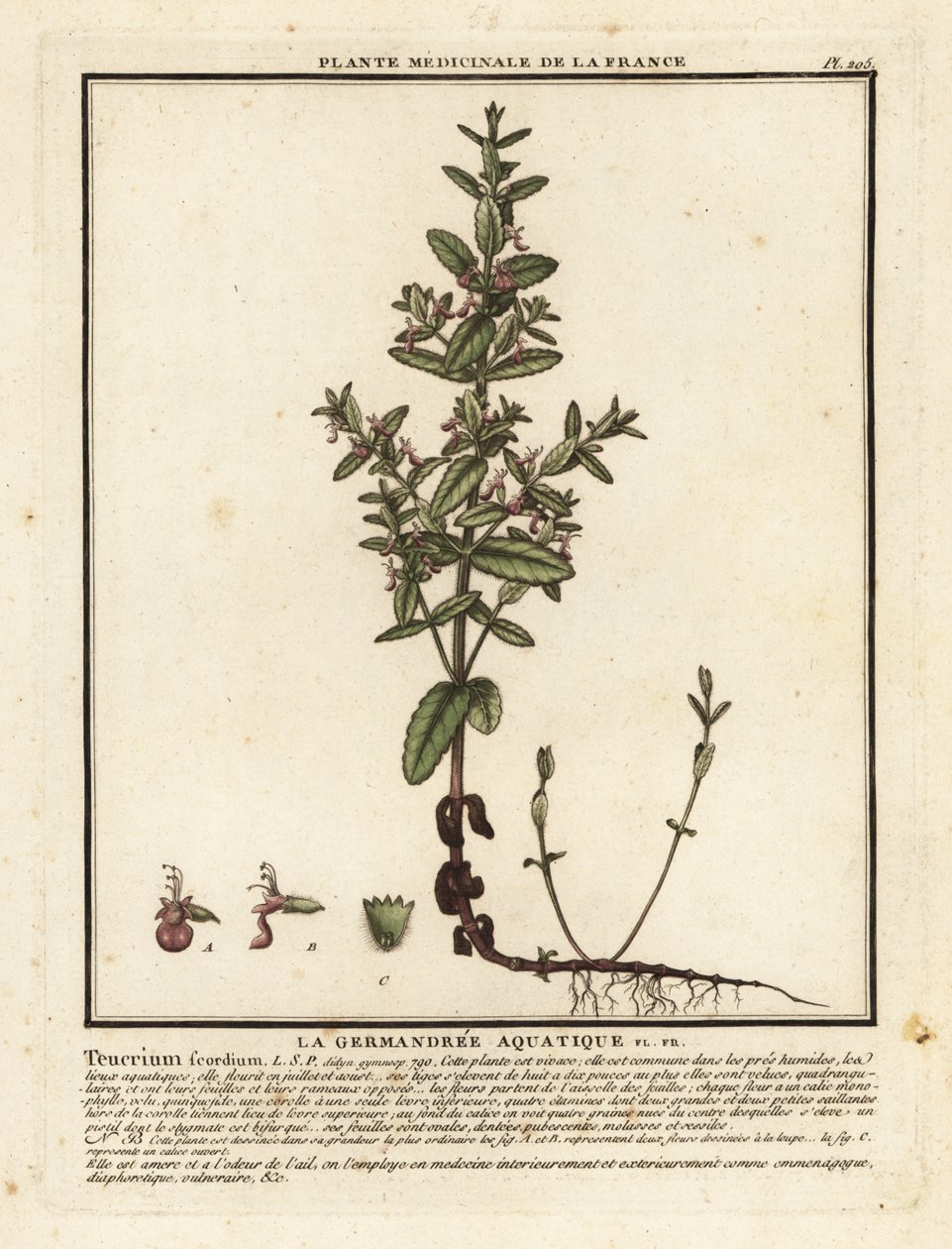 Germander de agua, Teucrium scordium. de Unbekannter Künstler
