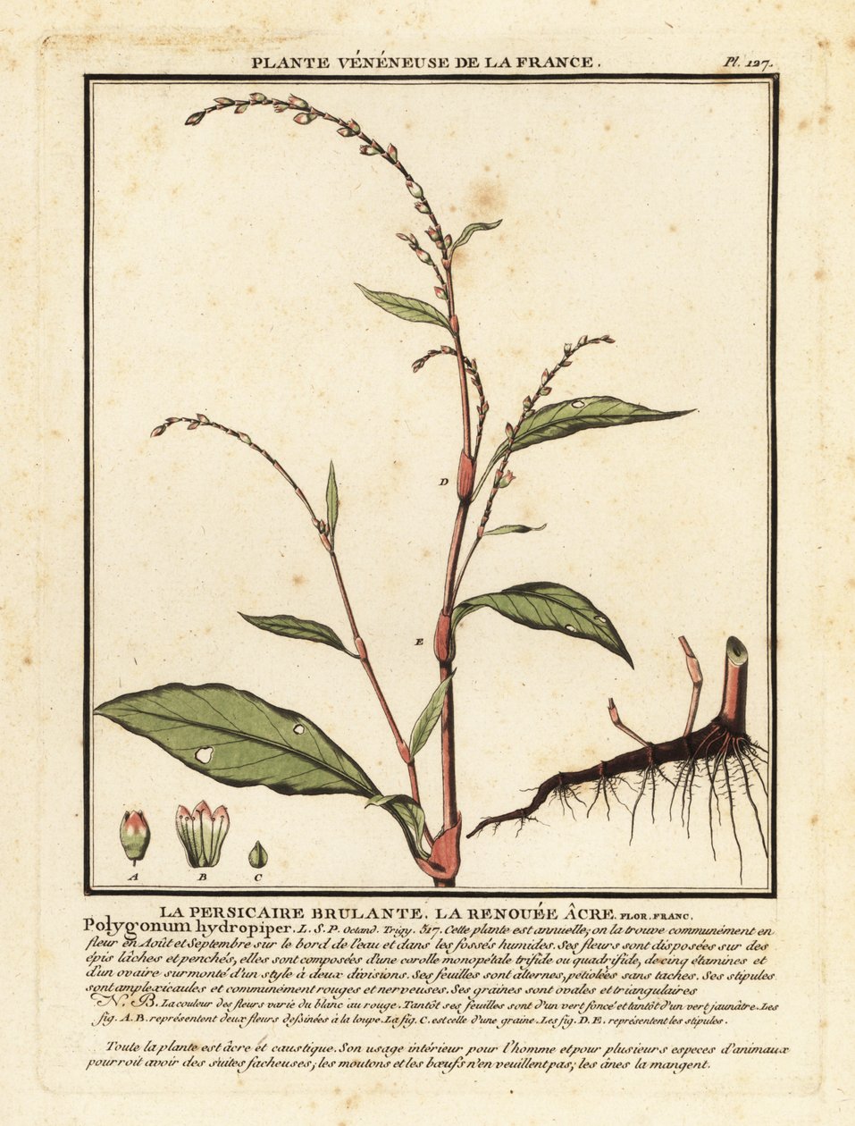 Pimienta de agua, Persicaria hydropiper. de Unbekannter Künstler