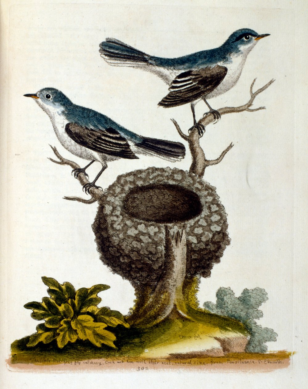 Ilustración en acuarela de un libro de aves raras de G Edwards 1750. George Edwards (1694-1773) fue un naturalista y ornitólogo británico. Viajó mucho por Europa, estudiando la historia natural y las aves en particular. Obtuvo cierto reconocimiento de Unbekannter Künstler