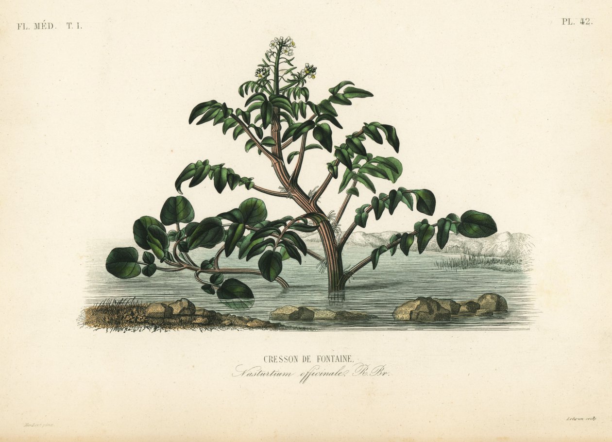 Berro o berro amarillo, Nasturtium officinale, Berro de fuente de Unbekannt