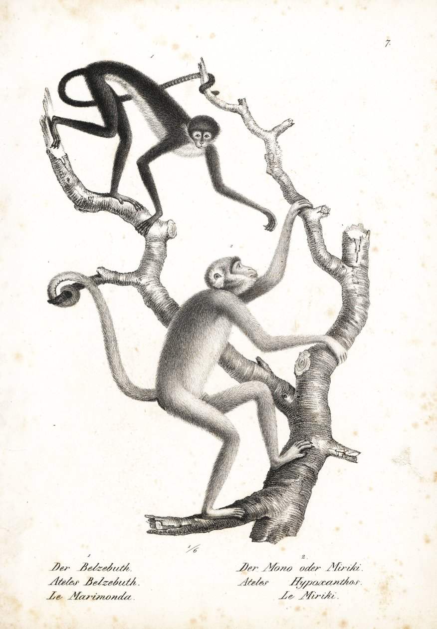 Mono araña de vientre blanco, Ateles belzebuth (en peligro), y muriqui del norte, Brachyteles hypoxanthus (Ateles hypoxanthus), en peligro crítico. Litografía de Karl Joseph Brodtmann de la Historia natural ilustrada de los animales de Heinrich Rudolf Schi de Unbekannter Künstler