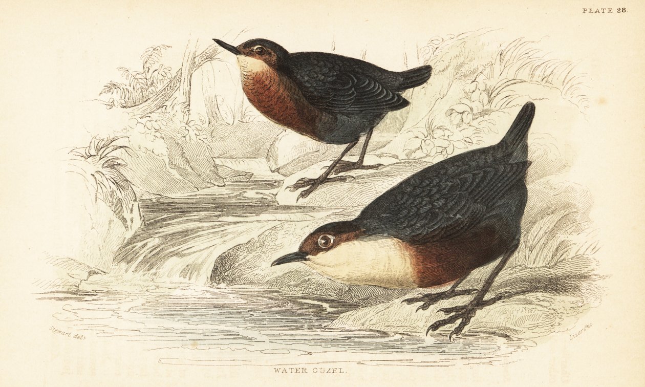 Mirlo acuático, Cinclus cinclus.1889 (grabado) de Unbekannter Künstler