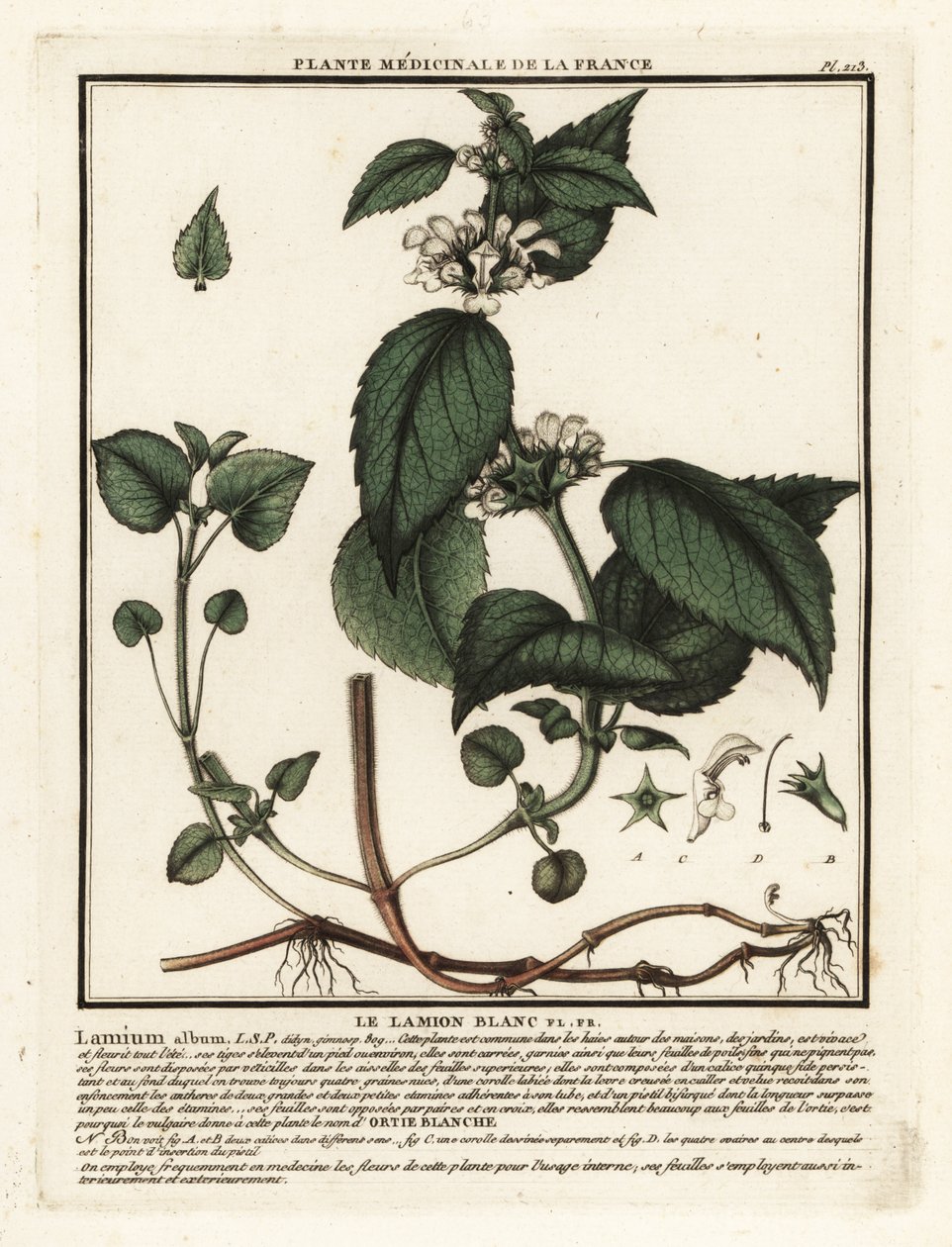 Ortiga blanca, Lamium album. de Unbekannter Künstler