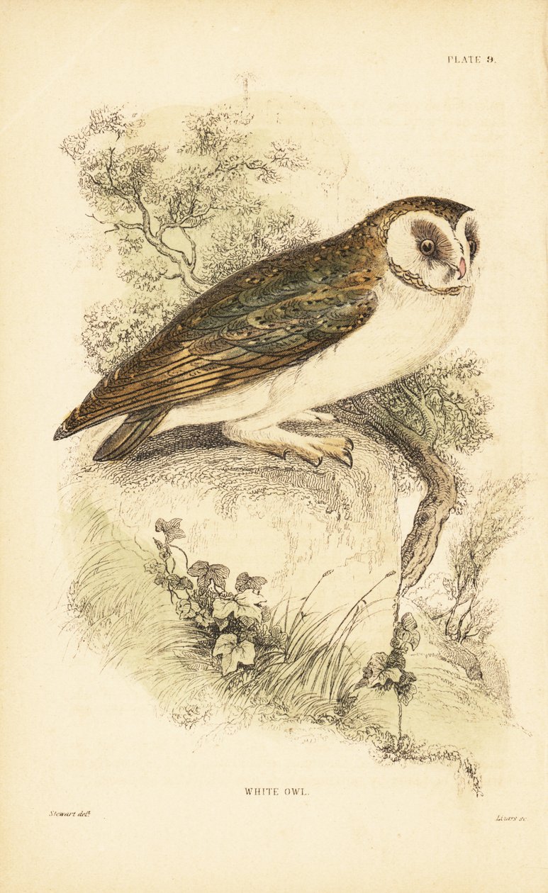 Lechuza blanca o lechuza común, Tyto alba, posada en una roca. 1889 (grabado) de Unbekannter Künstler