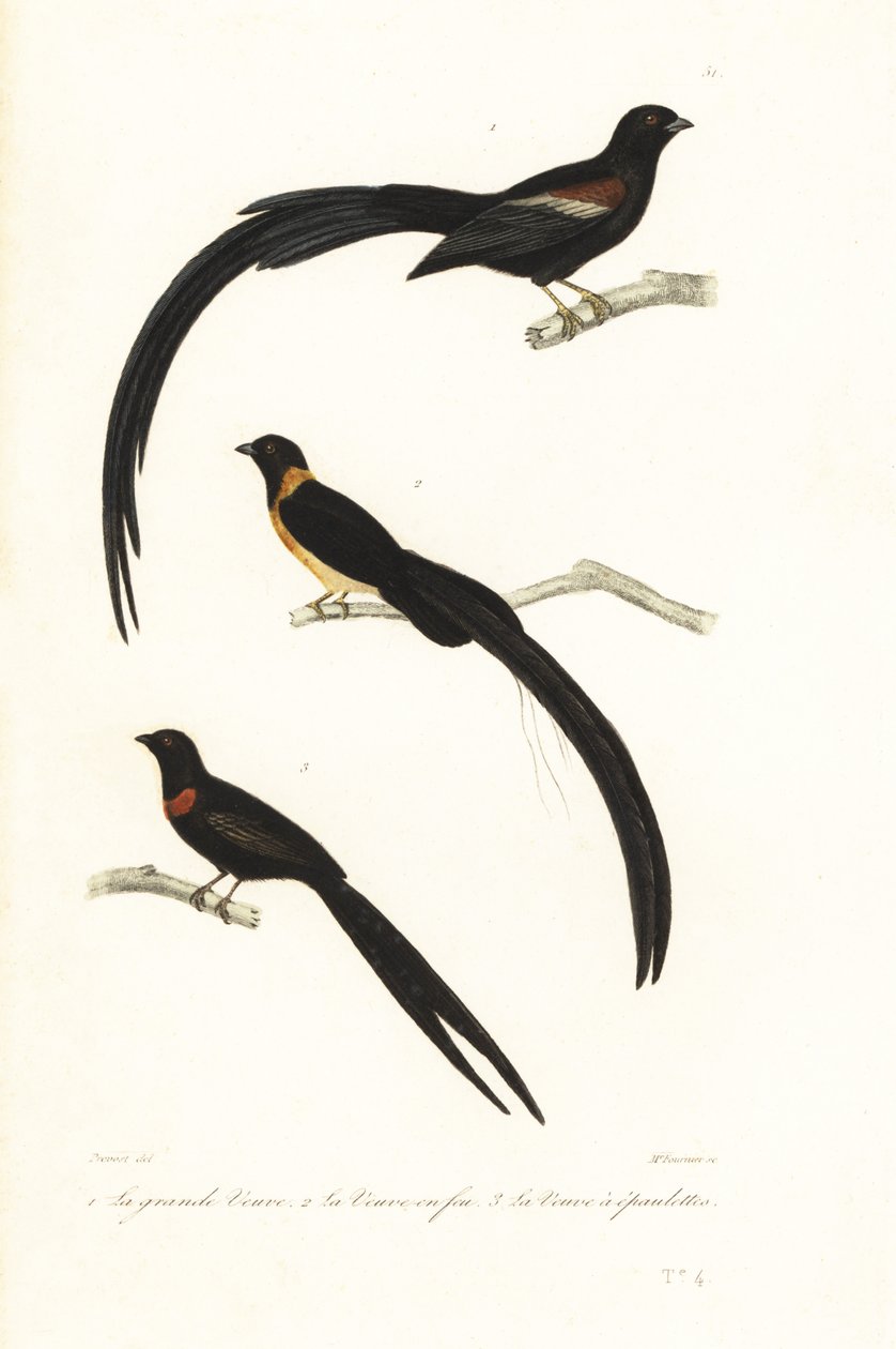 Pájaros Whydah y pájaros viudos. de Unbekannter Künstler
