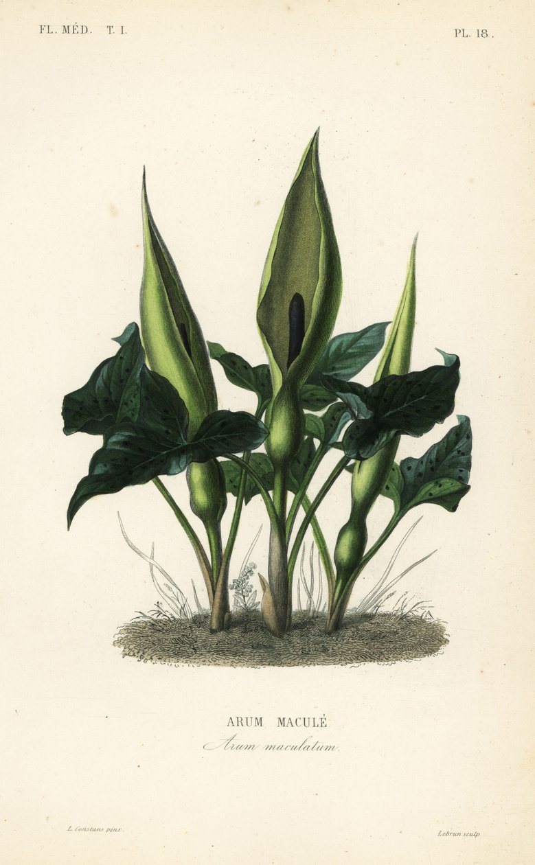 Aro silvestre, señores y señoras o jack en el púlpito, Arum maculatum, Arum macule de Unbekannt