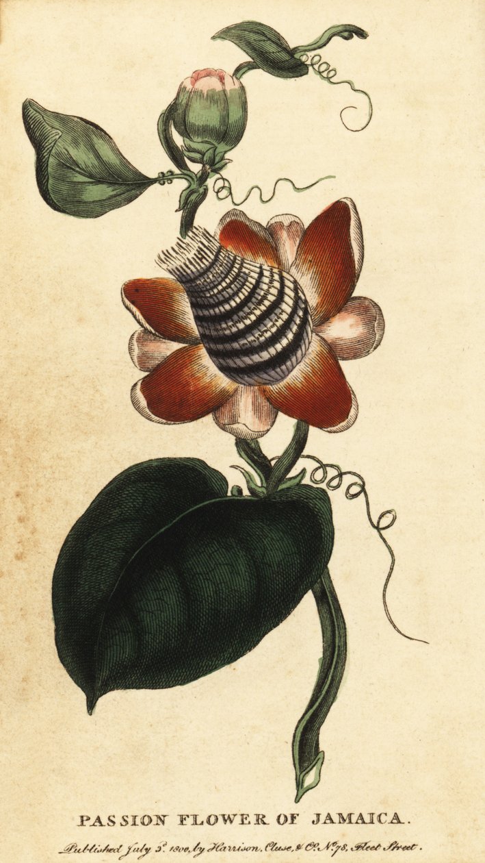 Flor de la pasión de tallo alado, Passiflora elata.,1800 (grabado) de Unbekannter Künstler