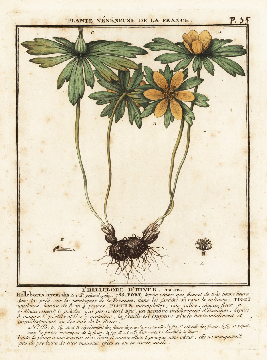 Acónito de invierno, Eranthis invierno. de Unbekannter Künstler