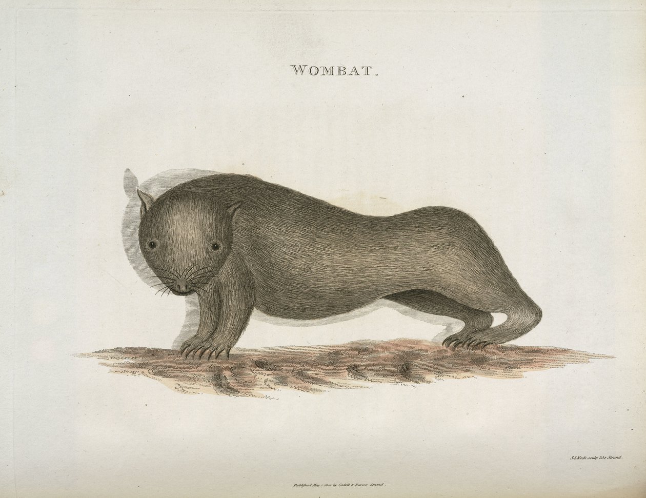 Wombat, Australia, c. 1798 de Unbekannt