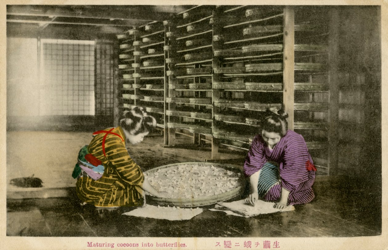 Mujeres madurando capullos de gusanos de seda de Unbekannter Künstler