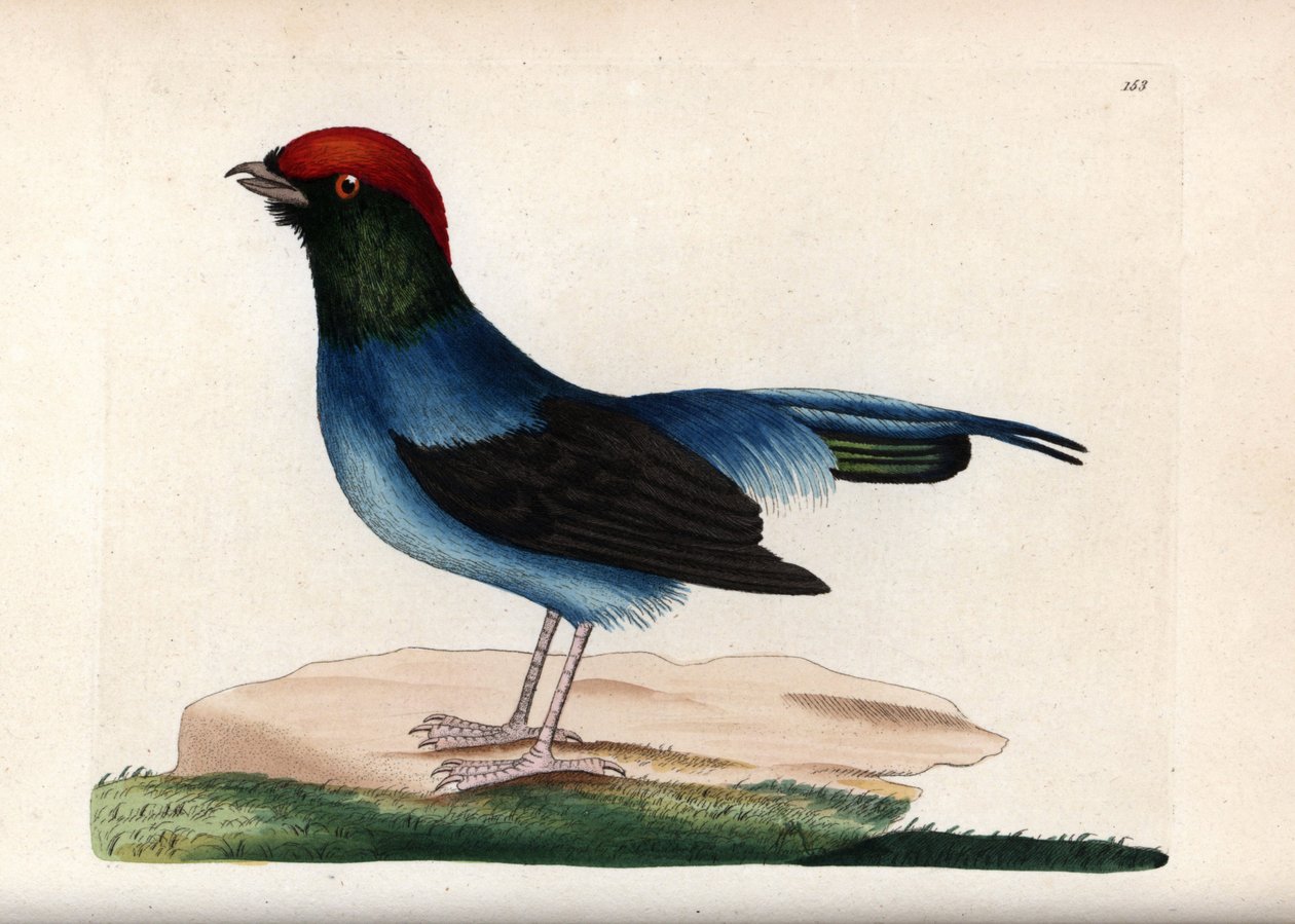 Maravilloso manacín (Chiroxiphia linearis). Ilustración sin firma (George Shaw y Frederick nodder). Litografía en The Naturalist