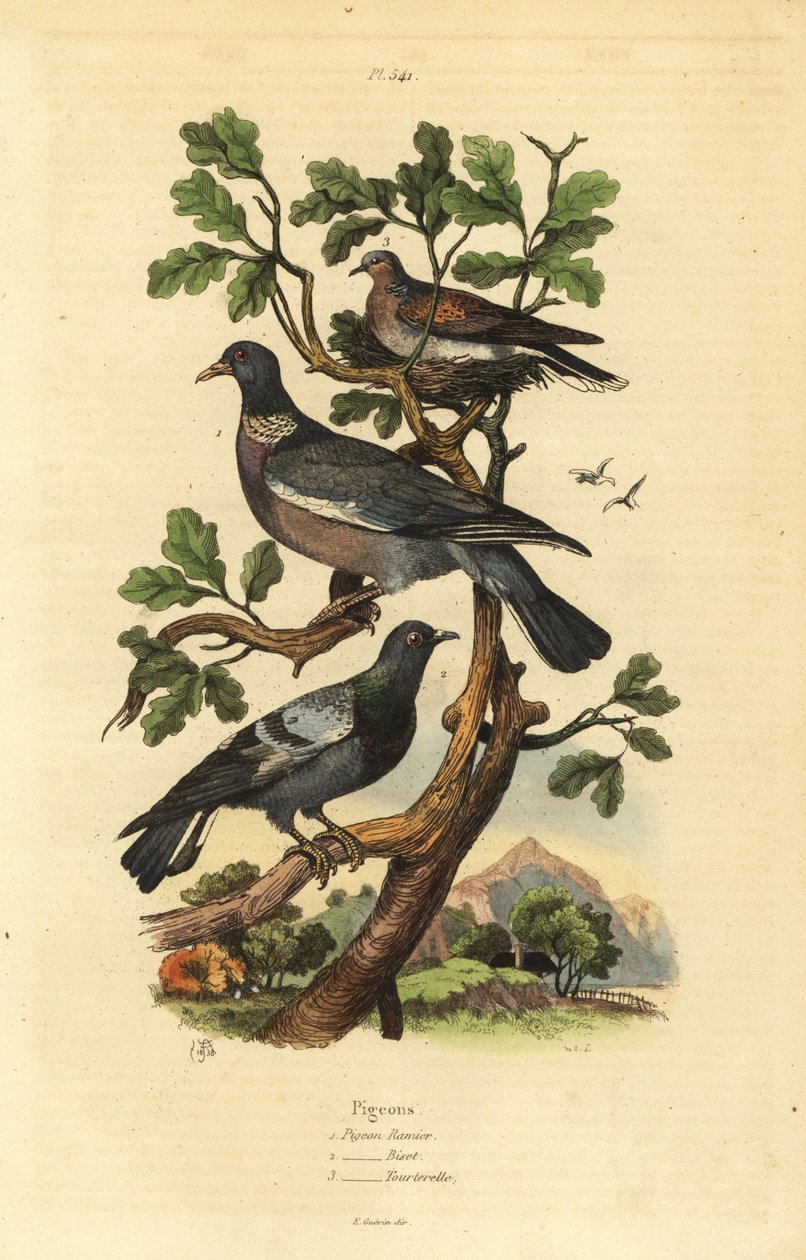 Paloma torcaz, Columba palumbus, paloma común, Columba livia, y tórtola, Streptopelia risoria de Unbekannt