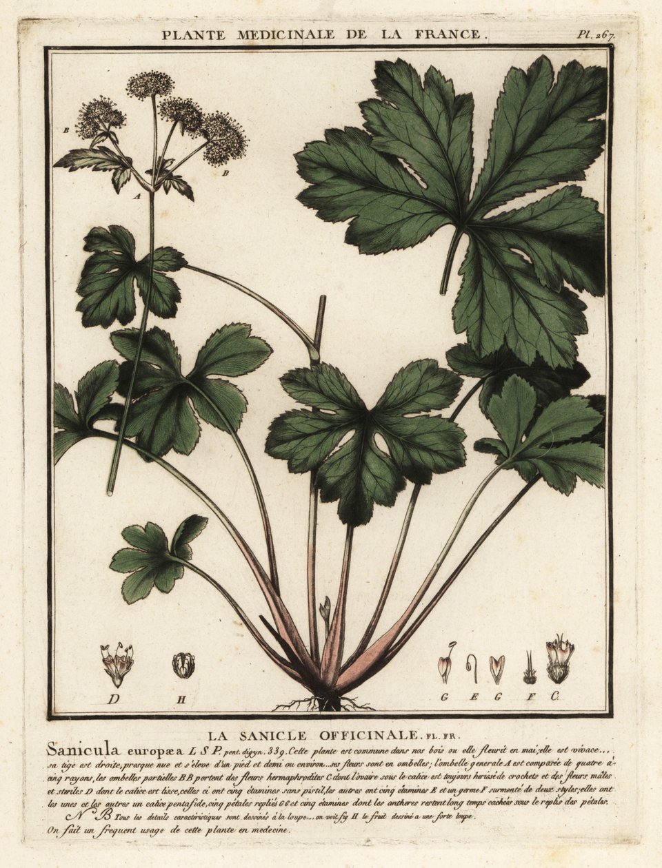 Sanícula de madera, Sanicula europaea. de Unbekannter Künstler