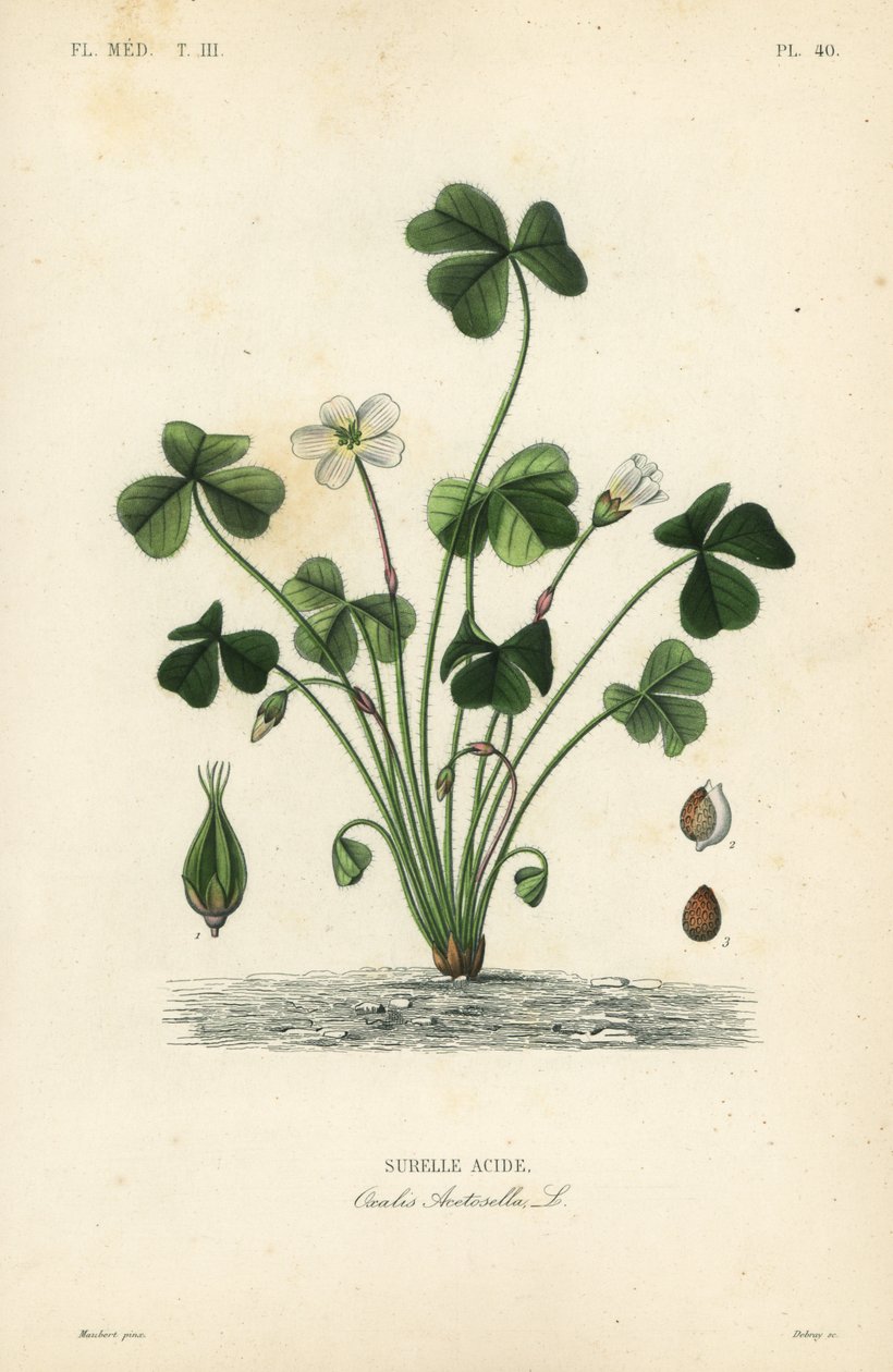 Acedera, Oxalis acetosella de Unbekannt