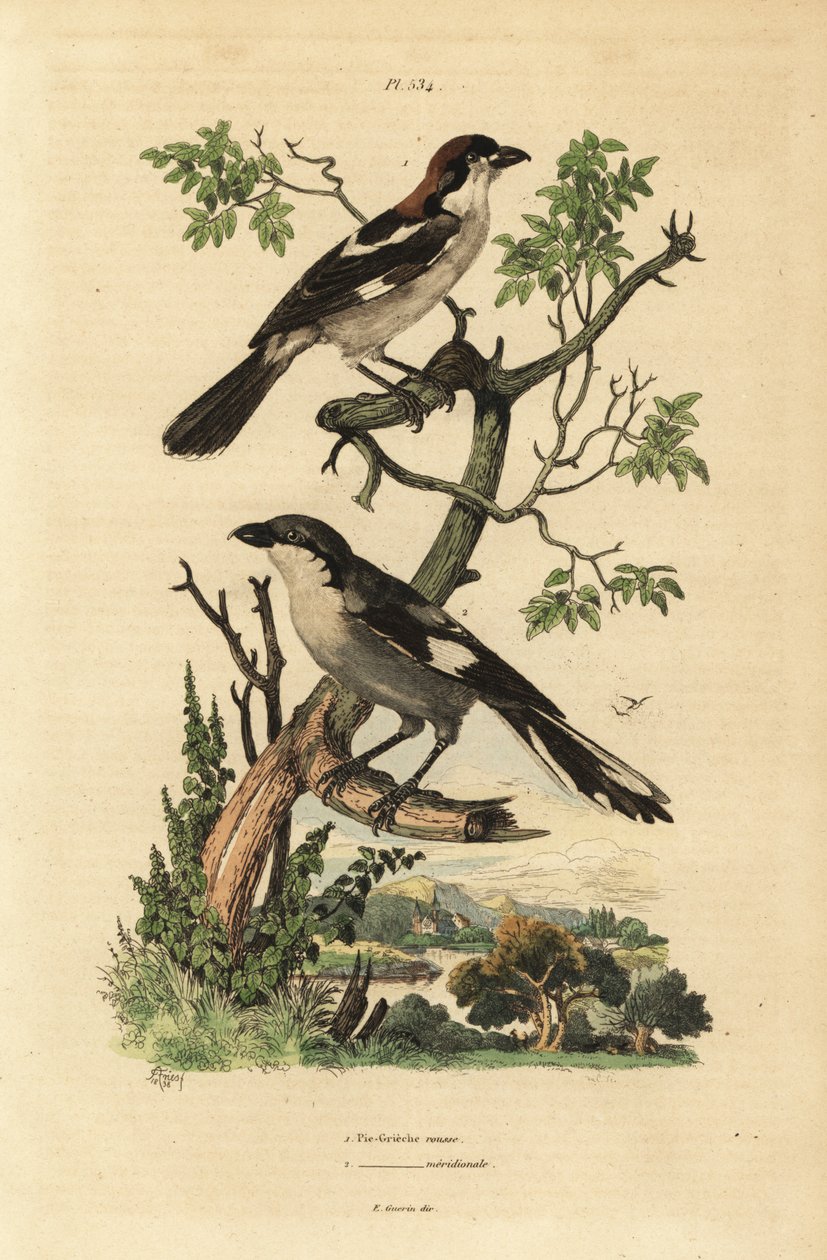 Alcaudón común, Lanius senator, y alcaudón meridional, Lanius meridionalis de Unbekannt