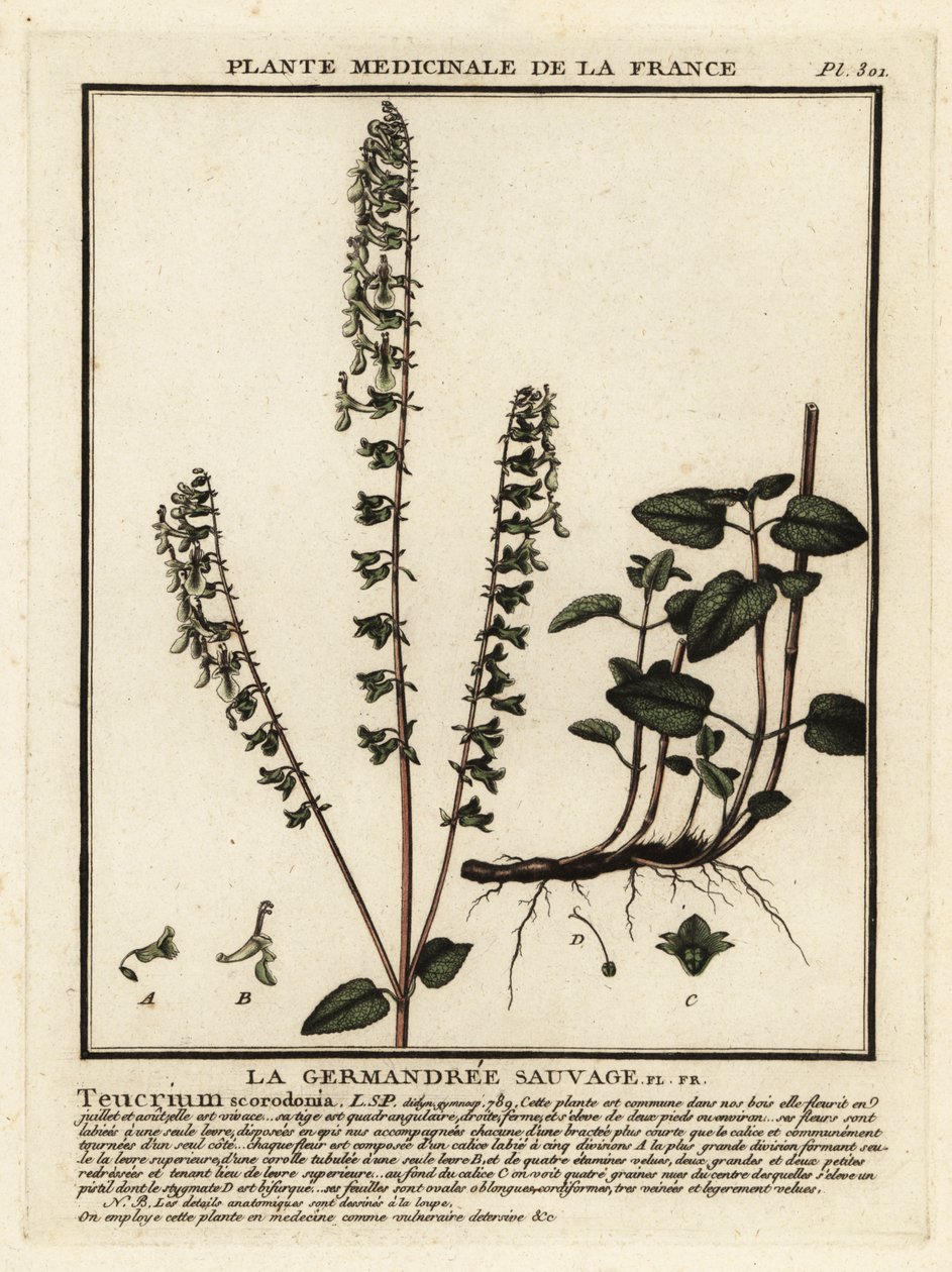 Camedrín del bosque, Teucrium scorodonia. de Unbekannter Künstler
