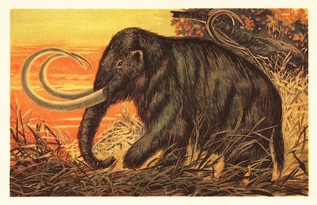 Mamut lanudo, Mammuthus primigenius.1908 (litografía) de Unbekannter Künstler