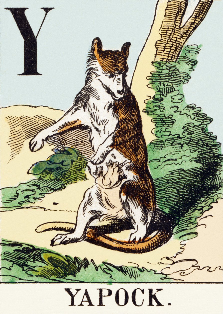 Y: Yapock - El Alfabeto de la Caza, c.1890 (grabado) de Unbekannt