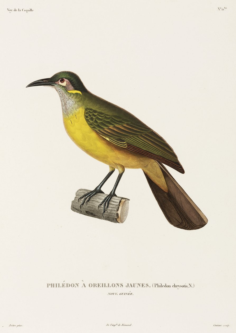 Filedón de mejillas amarillas, Nueva Guinea de Unbekannter Künstler