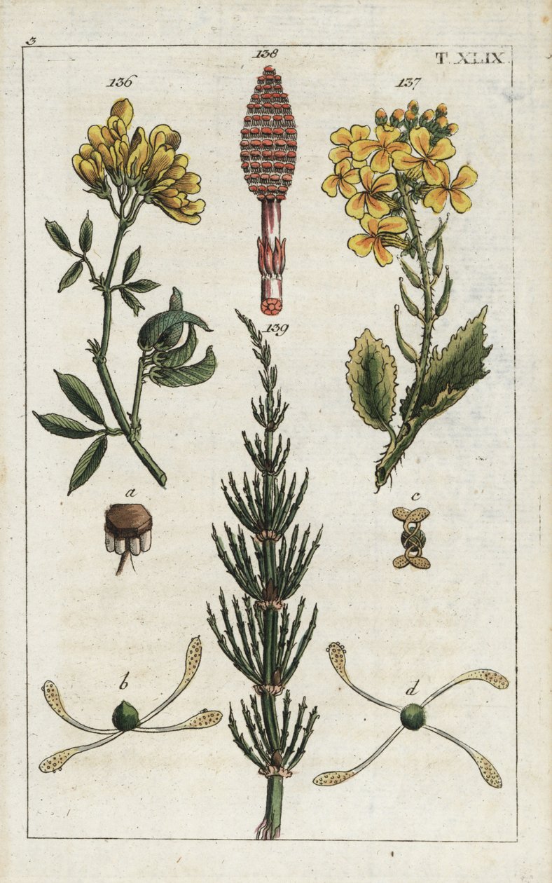 Alfalfa amarilla (alfalfa), Medicago falcata 136, rábano silvestre (ravenelle), Raphanus raphnistrum 137, y cola de caballo de campo (prele des champs), Equisetum arvense 138/139. Grabado en cobre coloreado a mano de una ilustración botánica de la obra de  de Unbekannter Künstler
