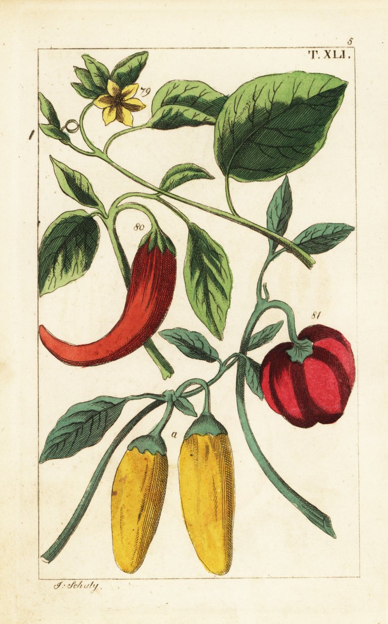 Pimientos amarillos y rojos, Capsicum annuum. de Unbekannter Künstler