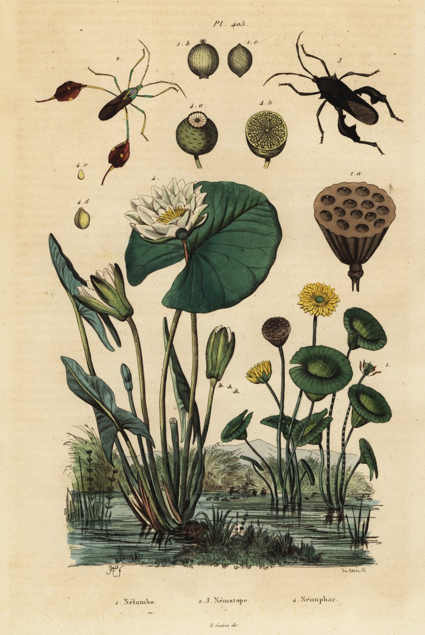 Loto amarillo, Nelumbo lutea 1, chinches de patas de hoja, Anisoscelis foliaceus 2 y Anoplocnemis curvipes 3, y lirio de agua blanco, Nymphaea alba 4 de Unbekannt