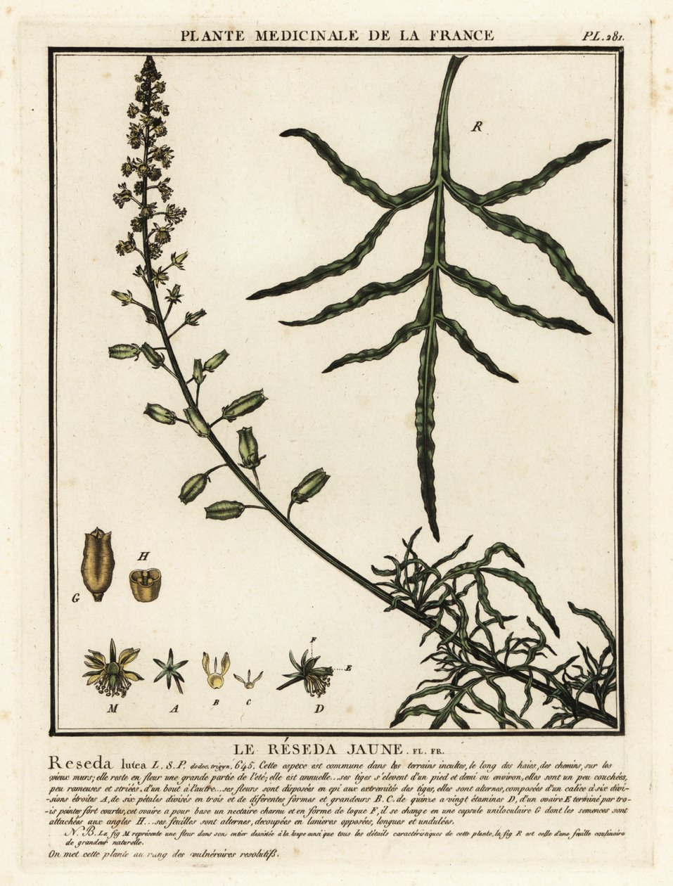 Mignonette amarilla, Reseda lutea. de Unbekannter Künstler