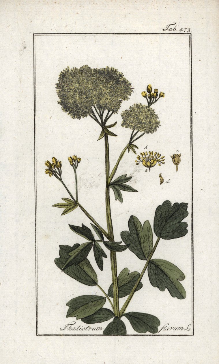 Pigamón amarillo (Thalictrum flavum). Litografía de "Afbeelding der Artseny-Gewassen" de Johannes Zorn (1739-1799), Países Bajos. de Unbekannter Künstler