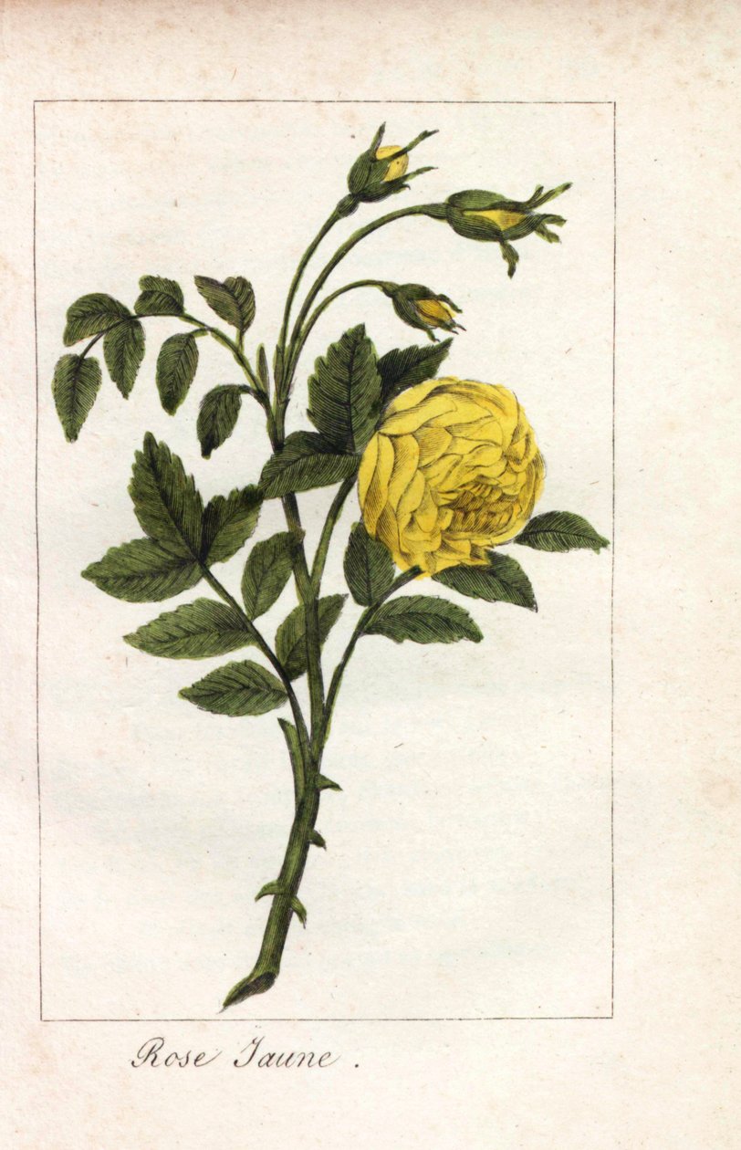 Rosa amarilla, Rosa lutea. Grabado en cobre coloreado a mano de una ilustración de la Srta. Prudhomme de "Hommage rendu a la Rose", París, hacia 1815. Libro de regalo con la historia de la rosa y una docena de miniaturas botánicas. de Unbekannter Künstler
