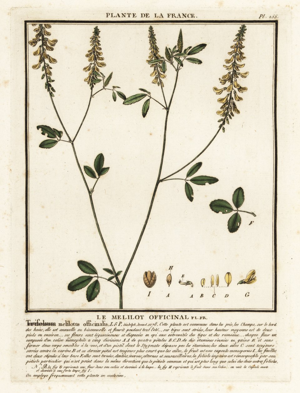 Trébol de olor amarillo, meliloto amarillo, meliloto acanalado, Melilotus m de Unbekannter Künstler