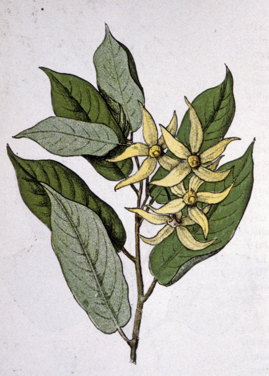 Ylang Ylang, principios del siglo XX (grabado) de Unbekannter Künstler