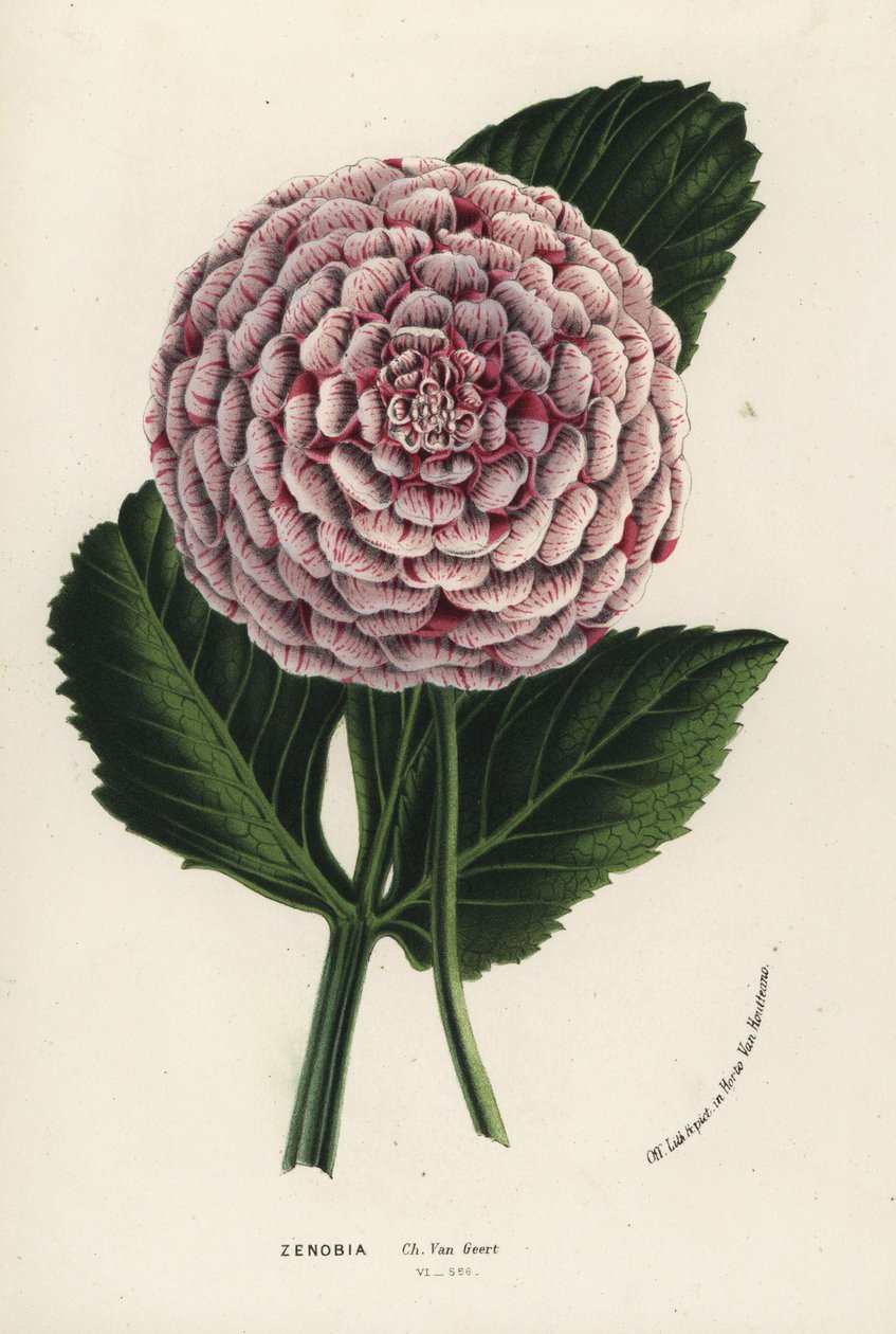 Híbrido de dalia Zenobia, Dahlia coccinea. Litografía coloreada a mano de la obra de Louis van Houtte y Charles Lemaire Flores de los jardines e invernaderos de Europa, Flore des Serres et des Jardins de l