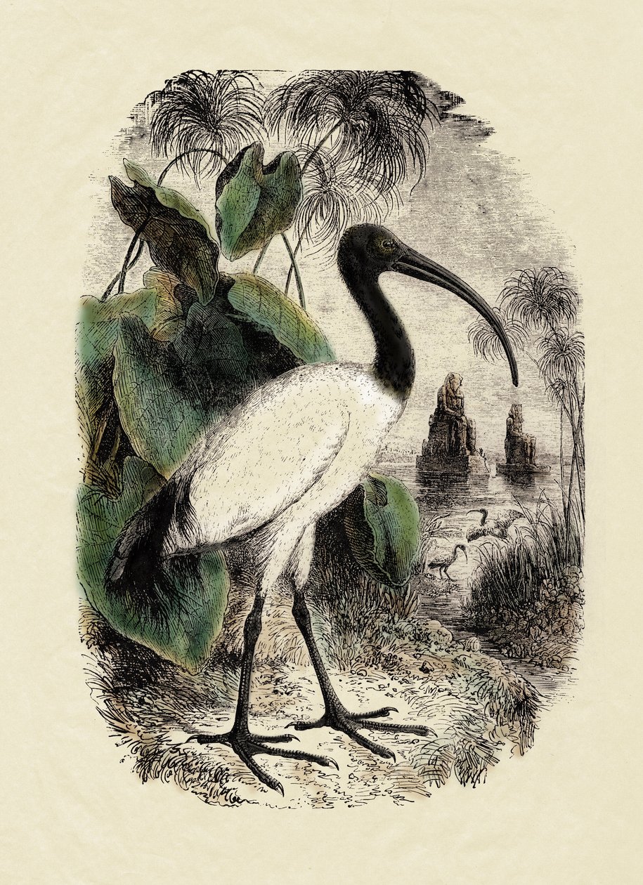 Zoología: Ibis Sacre (Threskiornis aethiopicus), grabado del siglo XIX de Unbekannter Künstler