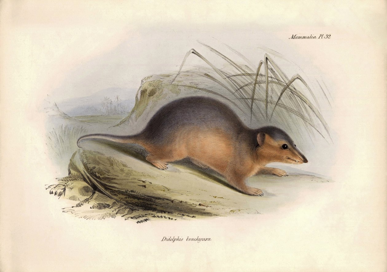 Zoología: El "Didelphis brachiura" de la familia de las zarigüeyas descrito por Charles Darwin durante su viaje de exploración a bordo del Beagle. Lámina de "The Zoology of the voyage of H.M.S. Beagle under the command of Captain Fitzroy during the years 1 de Unbekannter Künstler